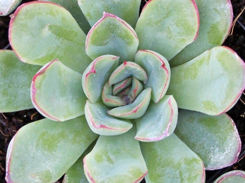 xr:d:DAGAdrhYVG8:2,j:6040875722667005535,t:24032422 Sukulent Echeveria roślina dla gadów pustynnych - obrazek 1