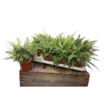 Athyrium spicatum — paproć do terrarium, zdjęcie 2