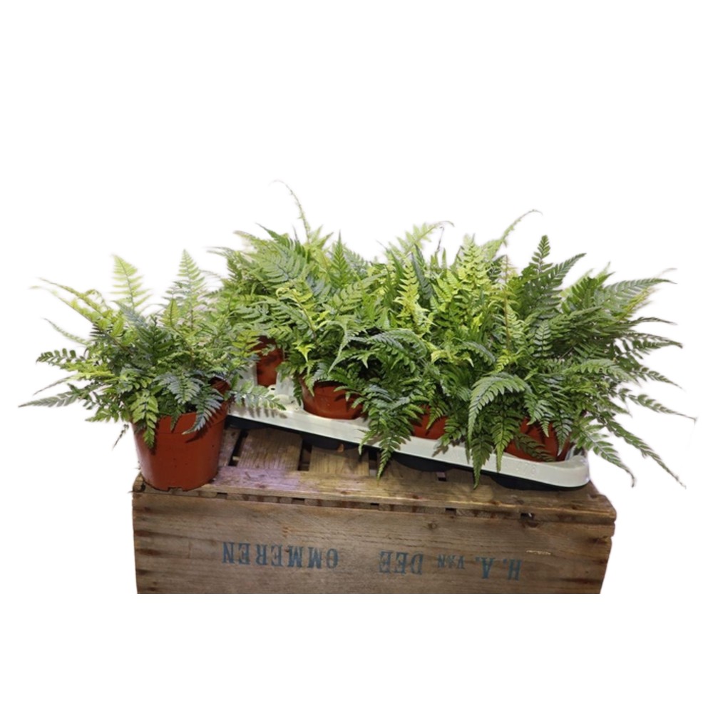 Athyrium spicatum — zdjęcie rośliny 2