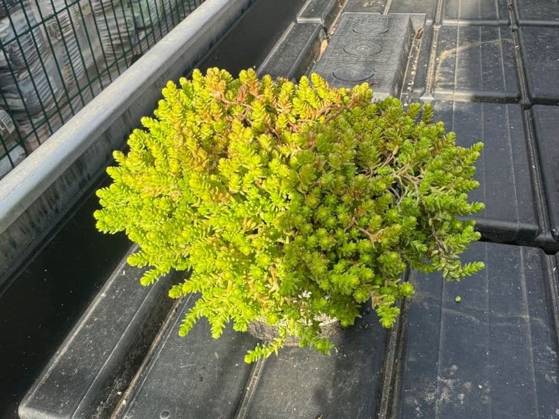 xr:d:DAF-dVHuCow:8,j:3741785911281806912,t:24030314 Rozchodnik ostry sedum "Aurea" na wybieg zewnętrzny lub do terrariów pustynnych - obrazek 1