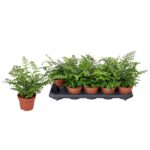 Asplenium Parvati — paproć do terrarium, zdjęcie 2