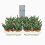 Sukulent Gasterhaworthia Roy High roślina do terrarium dla gadów pustynnych - obrazek 3