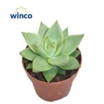 Sukulent agave Ebony Echeveria roślina do terrarium dla gadów pustynnych - obrazek 2
