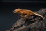 Gekon orzęsiony (Correlophus cilliatus) - obrazek 8