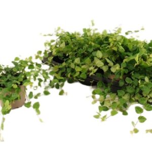 ficus green sunny doniczka 8cm