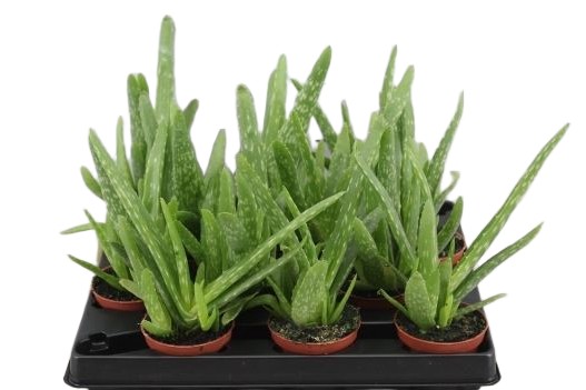 f04518ed9e6943543094281b08bdf8b6 Sukulent Aloe Vera 20cm - obrazek 1