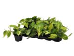 Philodendron Scandens 'Brasil' Filodendron brazylijski wys 25cm - obrazek 2