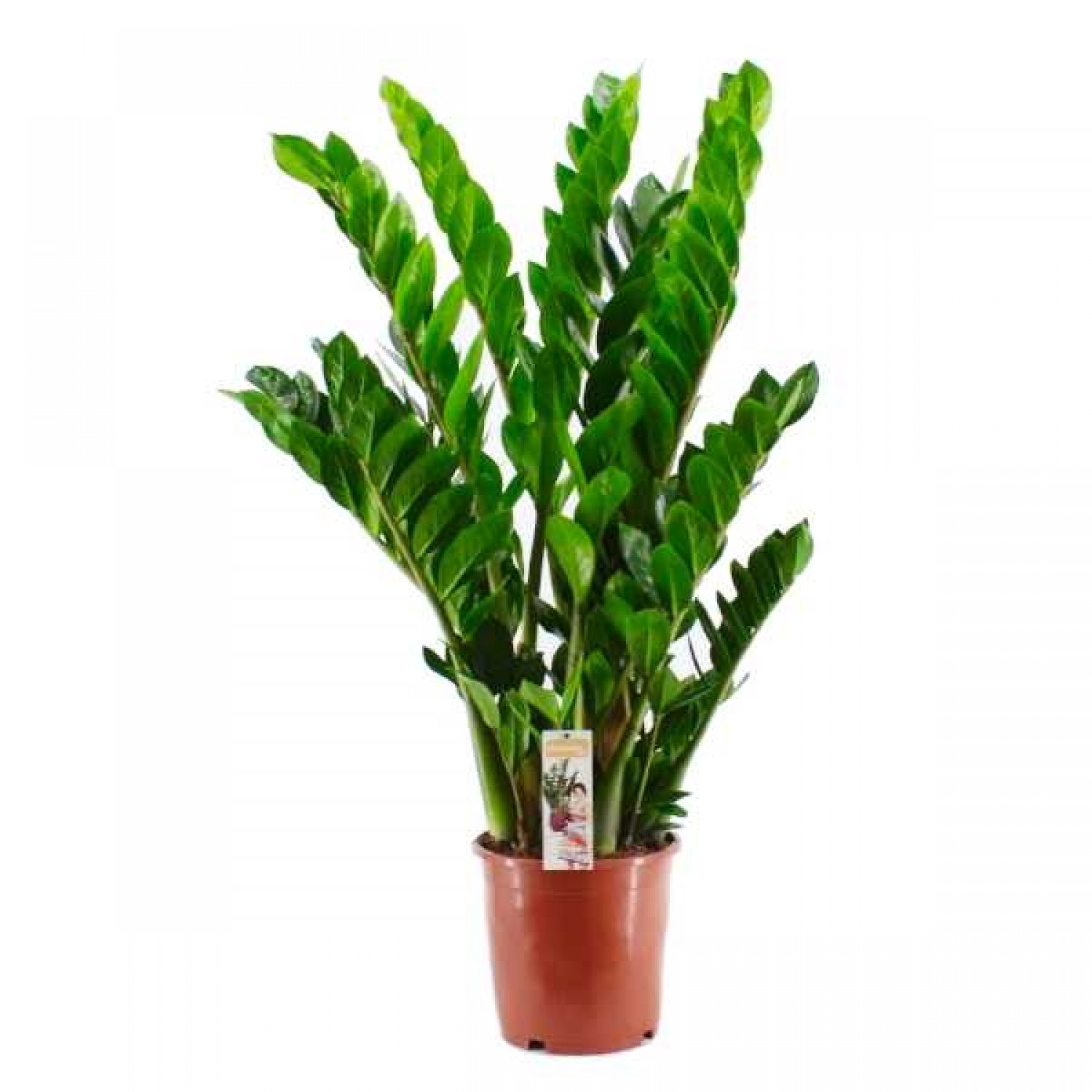 f42ffae2549917b764e35fad80a864af Zamioculcas zamiifolia wys 35cm - obrazek 1