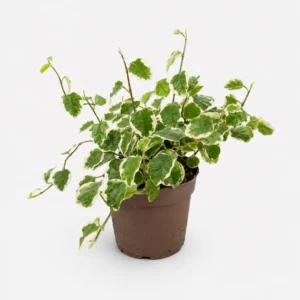 ficus pumila white sunny