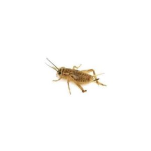 Młode świerszcze wylęg 100ml około 0,5-1cm około 200szt