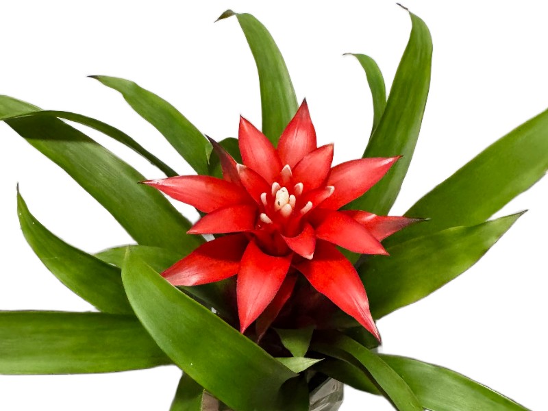 Bromelia Guzmania – tropikalna ozdoba Twojego wnętrza — zdjęcie oferowanej rośliny