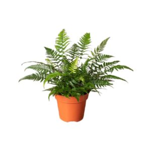 Athyrium spicatum — paproć do terrarium, zdjęcie 1