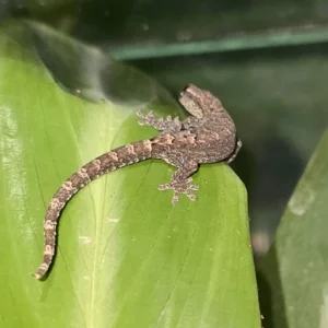 gekon lamparci