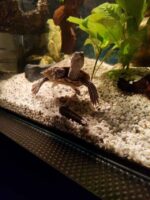 Wodno-lądowy żółw błotny Graptemys flavimaculata - obrazek 2