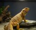 Jak dobrać oświetlenie UVB do terrarium? Agama brodata wygrzewająca się pod lampą UVB w terrarium