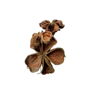 Land Lotus Flower