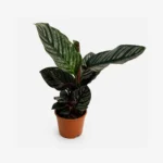 Calathea Kalatea Calathea Ornata Sanderiana wys 40cm