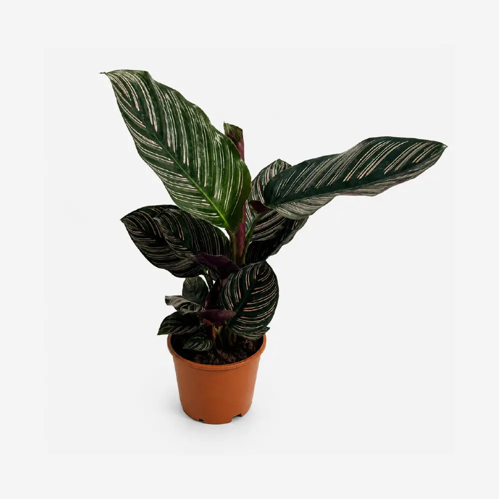 maranta kalatea Calathea Kalatea Calathea Ornata Sanderiana wys 40cm
