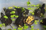 Wodno-lądowy żółw chiński czerwonoszyi Mauremys nigricans - obrazek 3