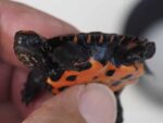 Wodno-lądowy żółw chiński czerwonoszyi Mauremys nigricans - obrazek 2