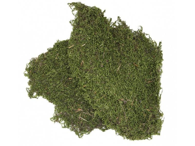 mech-do-terrarium Mech suszony do terrarium 100g - obrazek 1