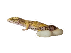 rozmnażanie gekona lamparciego