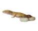 rozmnażanie gekona lamparciego