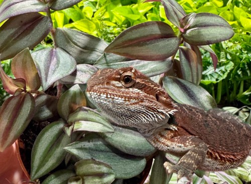 Roślinna aranżacja terrarium dla agamy