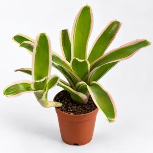 Neoregelia Striped Fireball Bromelia Do Terrarium 15 cm Ø5,5 cm — wygląd rośliny