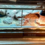 terrarium dla agamy brodatej jak urządzić?