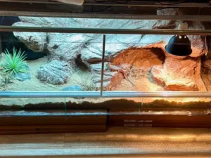 terrarium dla agamy brodatej jak urządzić?