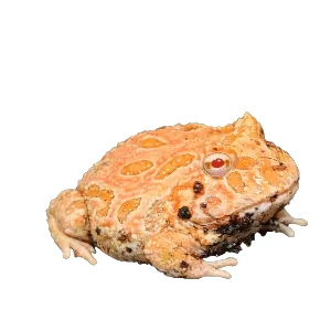 Żaba w paludarium