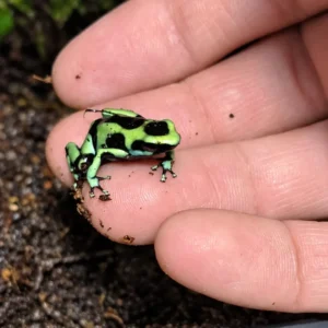 Drzewołaz złocisty (Dendrobates auratus)