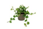 ficus pumila