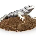 Jakie podłoże dla agamy brodatej? agama brodata na podłozu