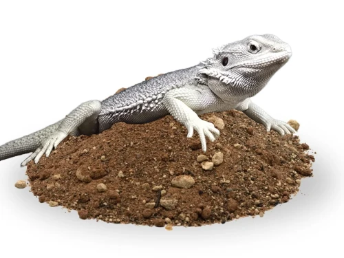 Jakie podłoże dla agamy brodatej? agama brodata na podłozu