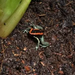 Liściołaz paskowany (Phyllobates vittatus)
