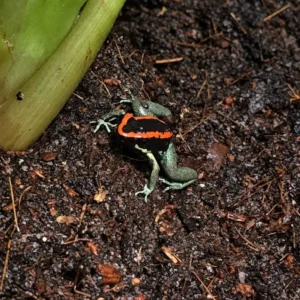 Liściołaz paskowany (Phyllobates vittatus)