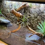 Podłoże do terrarium bioaktywnego – jakie wybrać