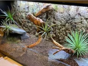 Podłoże do terrarium bioaktywnego – jakie wybrać