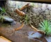 Podłoże do terrarium bioaktywnego – jakie wybrać