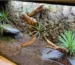 Podłoże do terrarium bioaktywnego – jakie wybrać