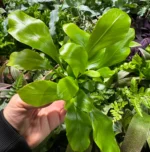 Asplenium nidus — paproć do terrarium, zdjęcie 2