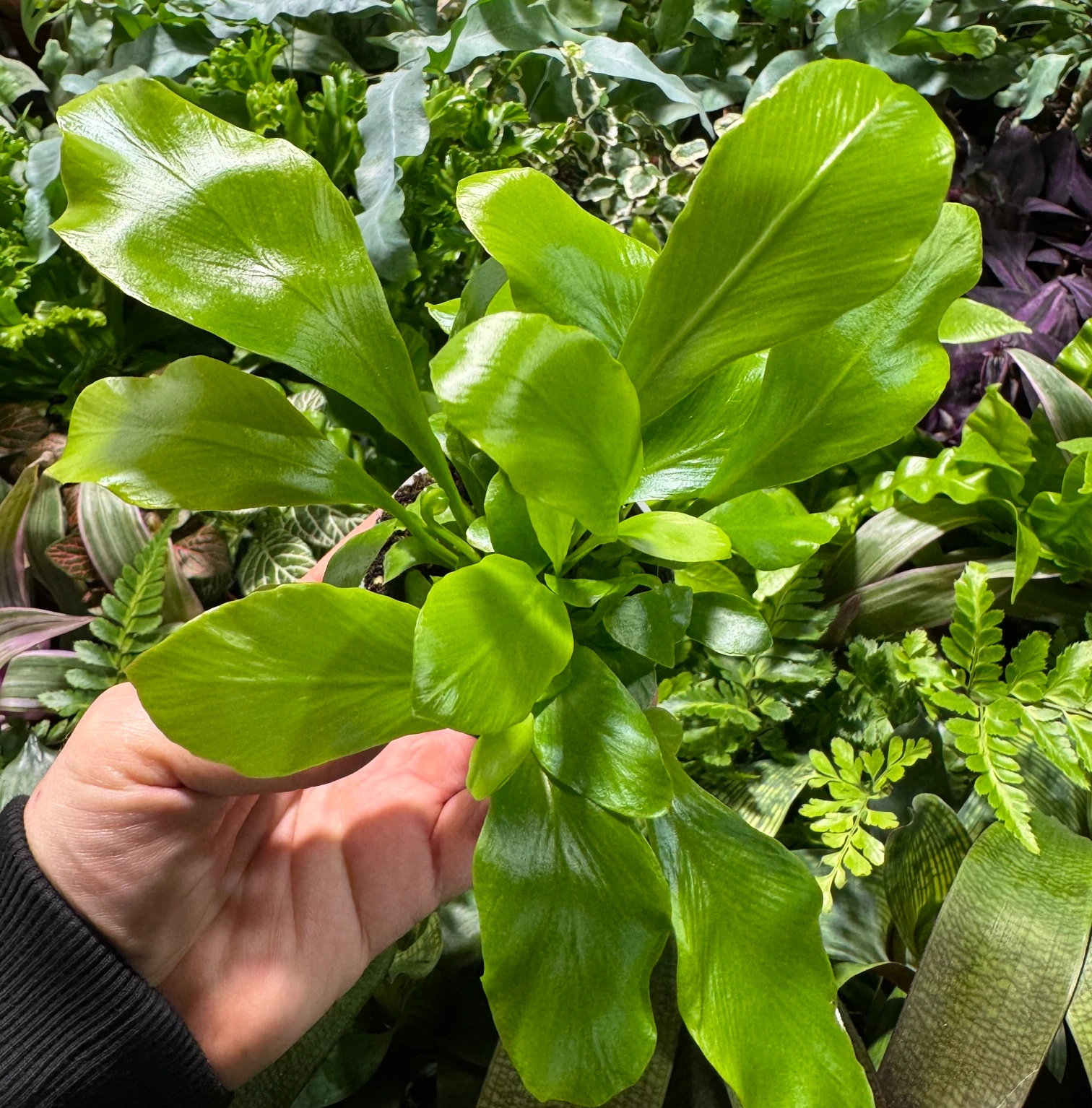 Asplenium nidus — zdjęcie rośliny 2