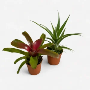 Bromelia Guzmania Mix do Paludarium i Terrarium Tropikalnego — wygląd rośliny