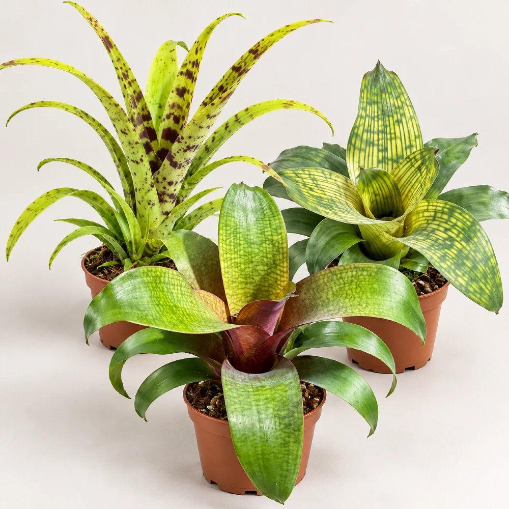 Bromelia – mieszanka Forrest – Bromelia mixed Forrest — zdjęcie oferowanej rośliny