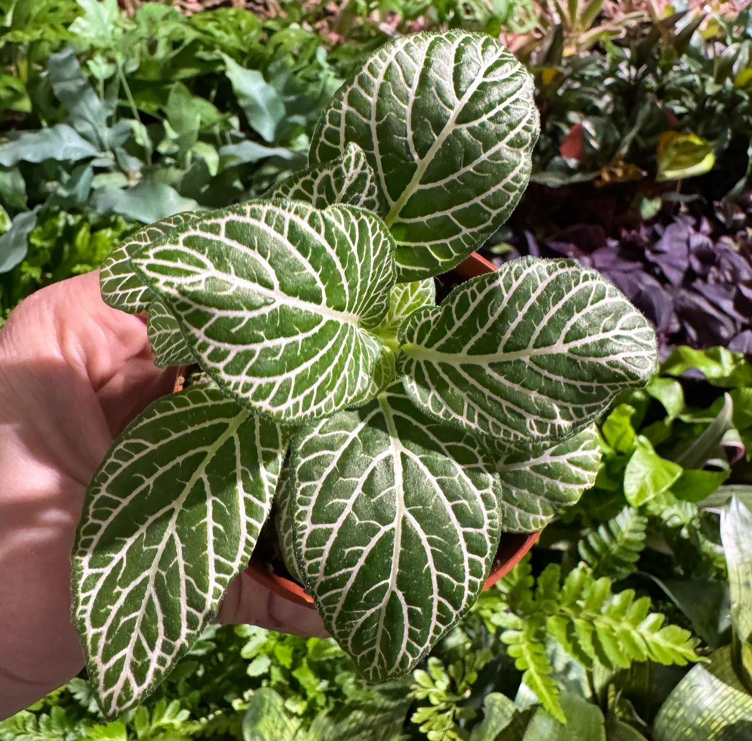Fittonia z jasnym unerwieniem liści na tle zieleni