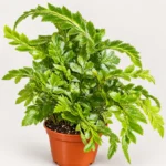 Ferns Tiny Rumohra — paproć do terrarium, zdjęcie 1