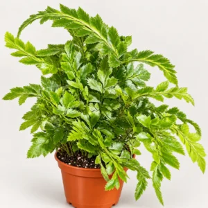 Ferns Tiny Rumohra — paproć do terrarium, zdjęcie 1