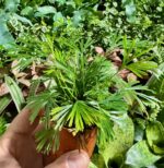 Ferns Tiny Actiniopt. — paproć do terrarium, zdjęcie 3